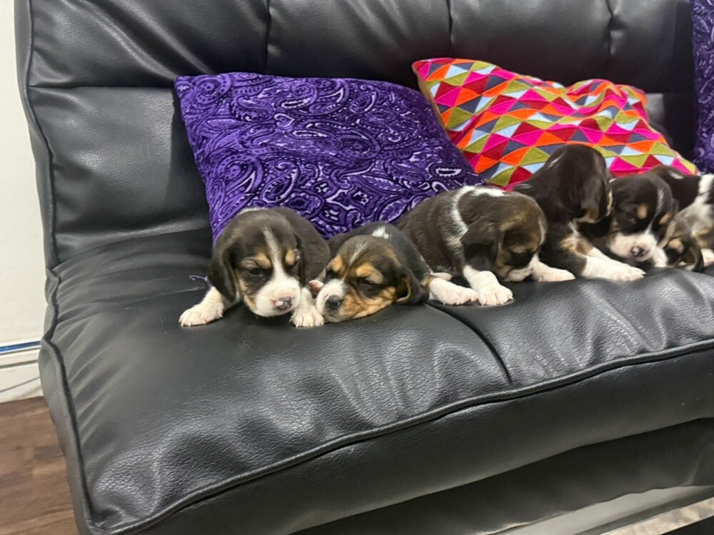 Beagles - 11