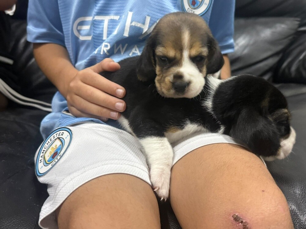 Beagles - 20