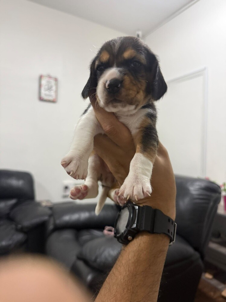 Beagles - 3
