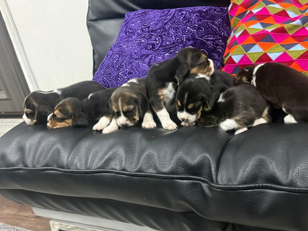 Beagles - 4