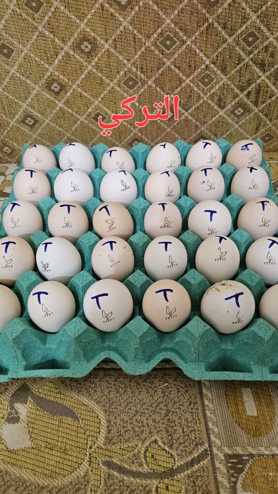 Fertilized chicken eggs - 3