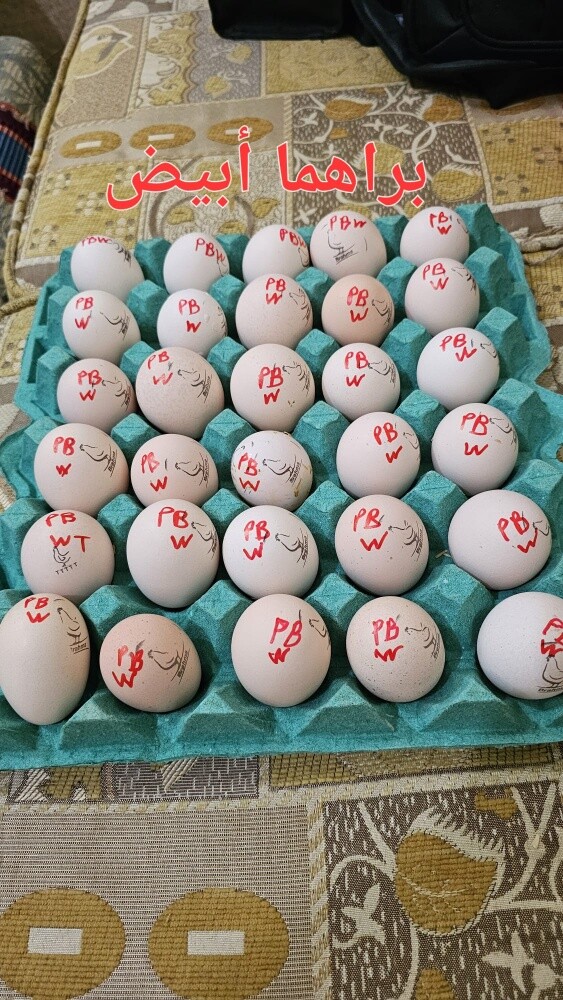 Fertilized chicken eggs - 2