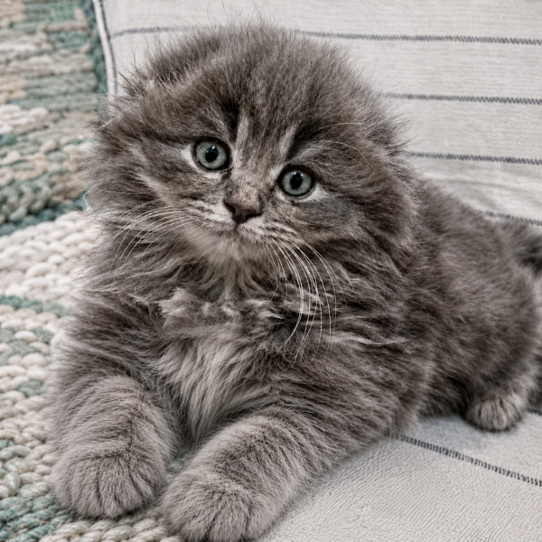 Scottish Fold - 8