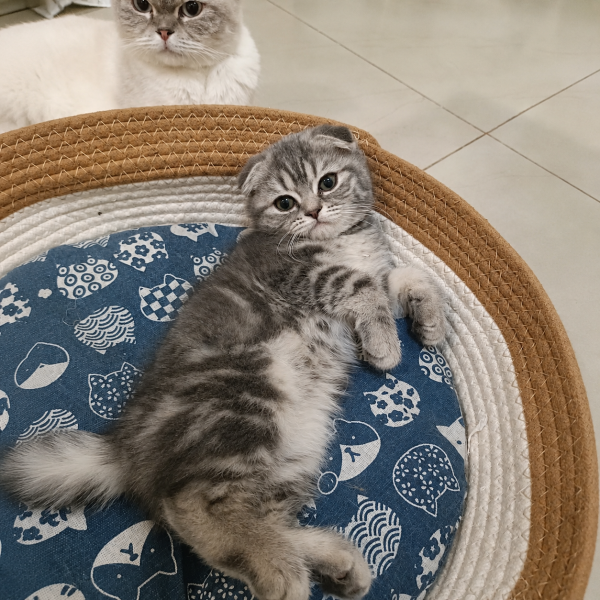 Scottish Fold - 3