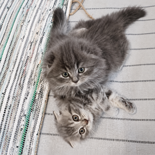 Scottish Fold - 7