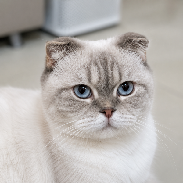 Scottish Fold - 5