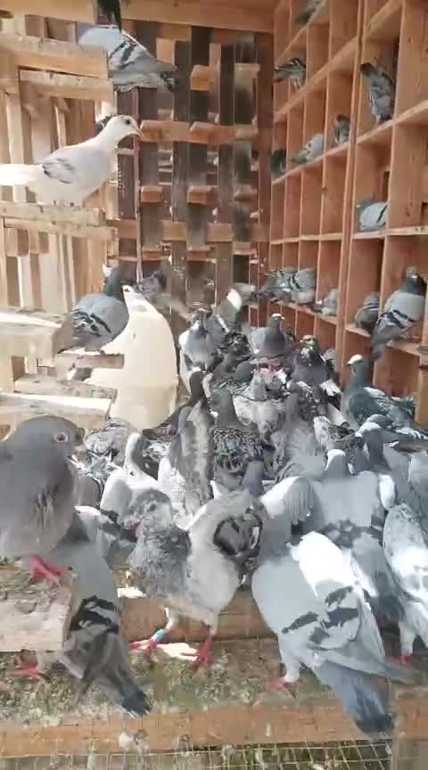 مجموعه كامله زاجل سباقات شهادات - 6