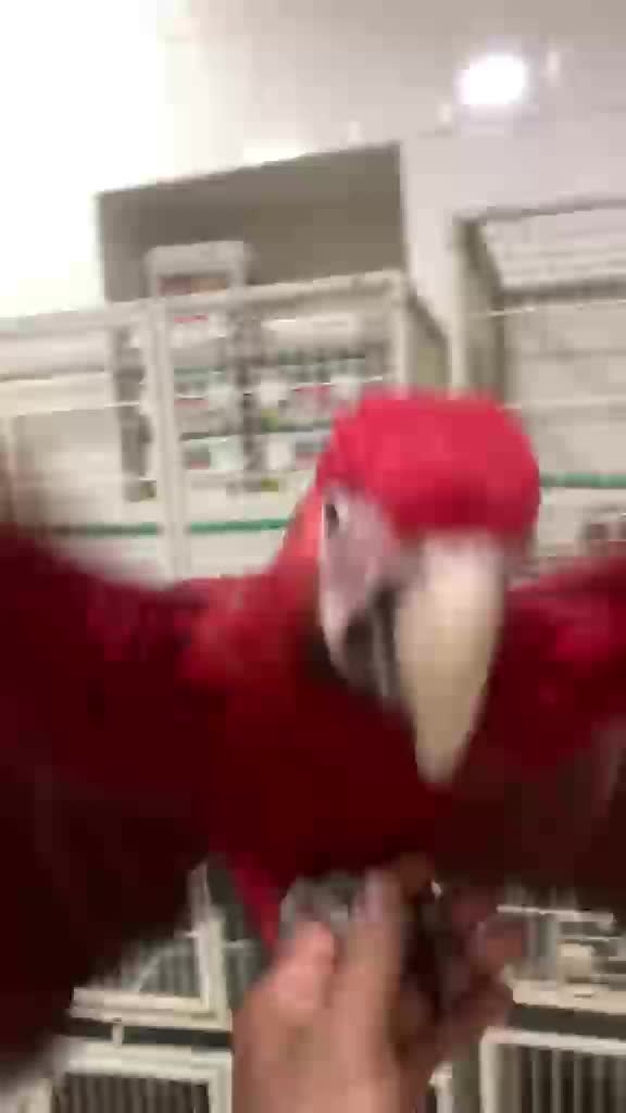 فروخ جرين وينج - 1