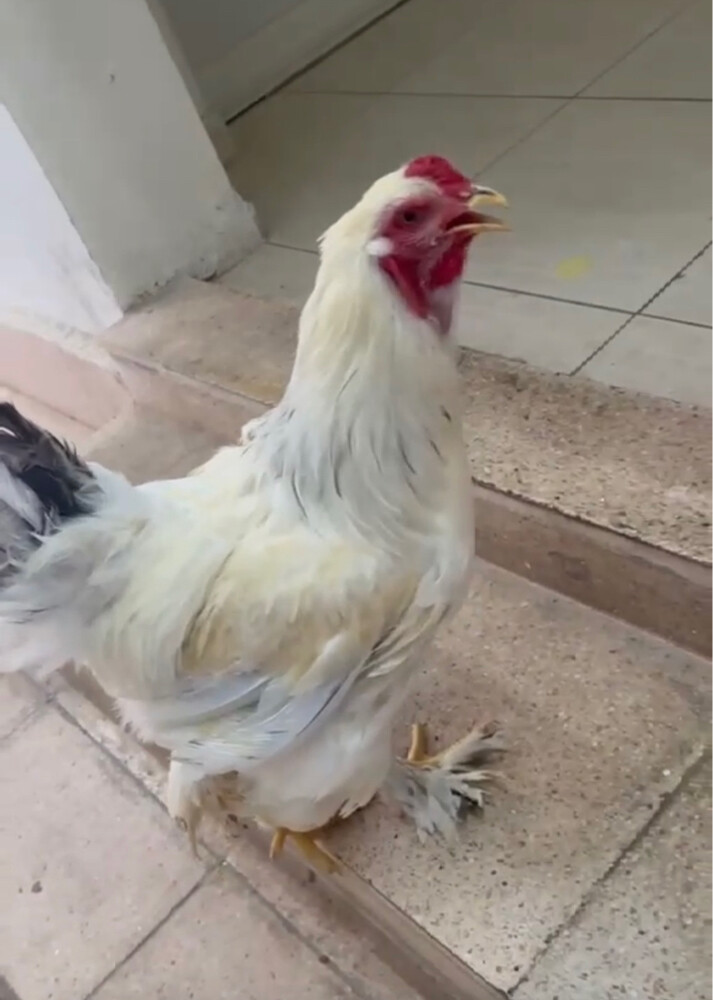 ديوك براهما - 3