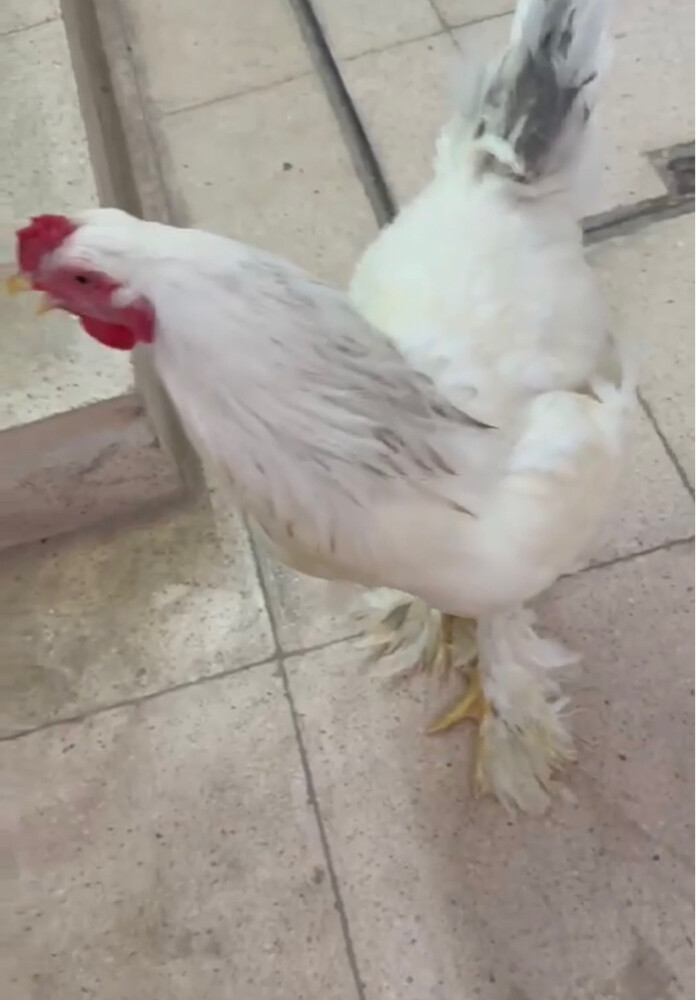 ديوك براهما - 2