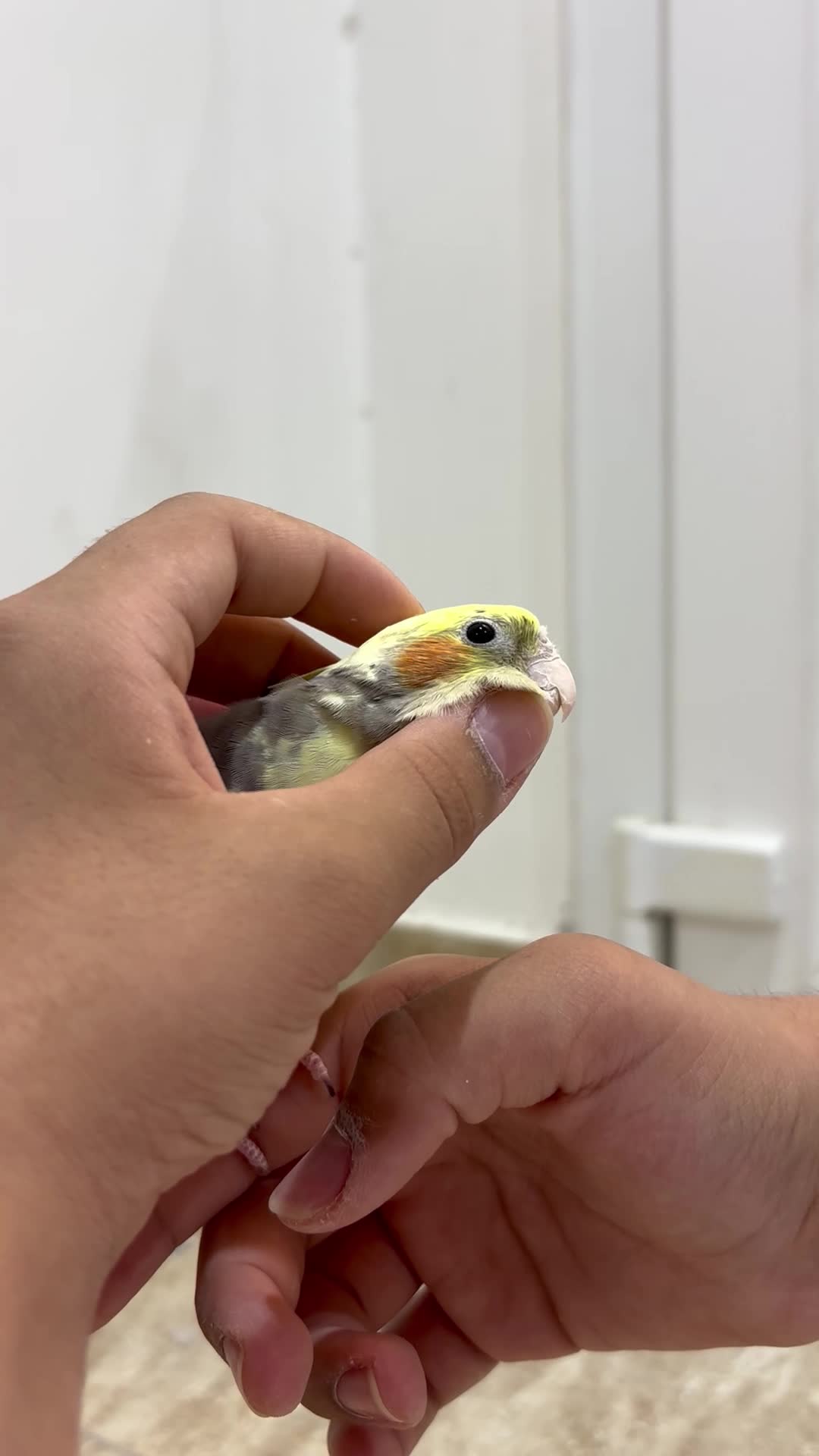 للبيع طيور التواصل واتساب - 5