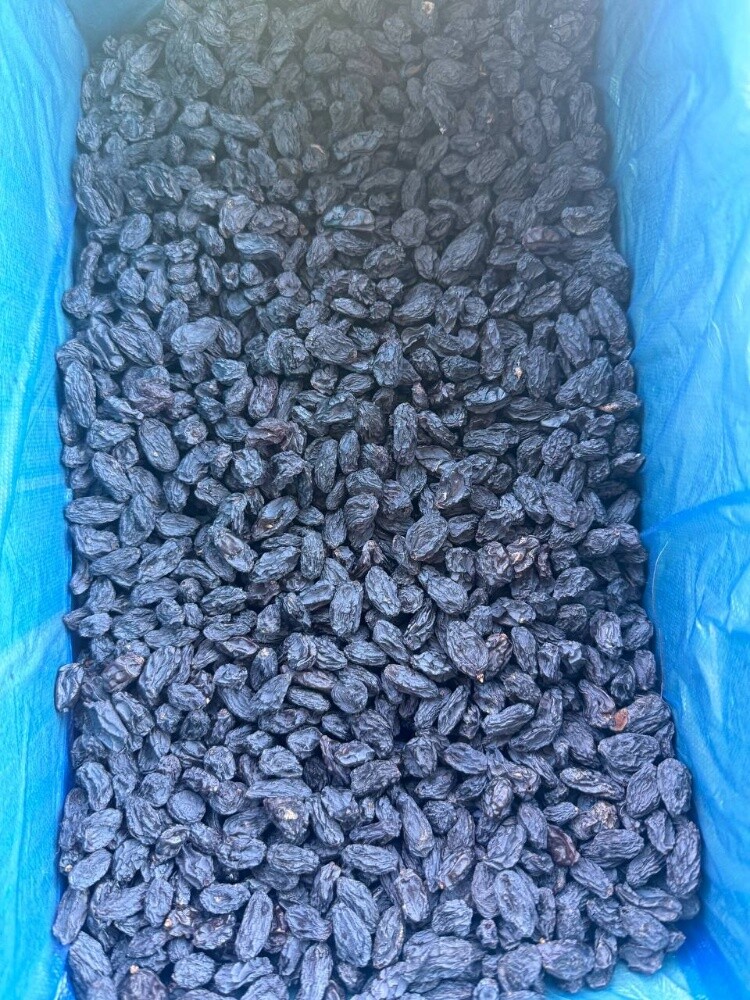 Raisin - 5