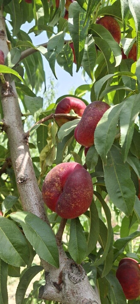 Fruits - 29