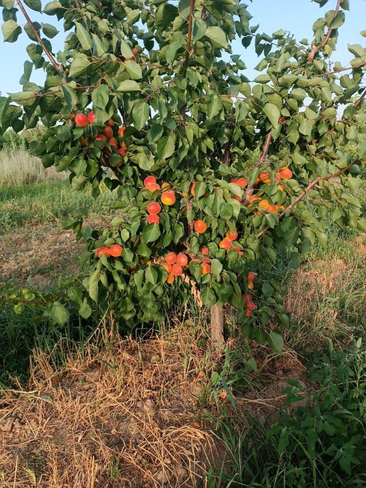 Fruits - 27