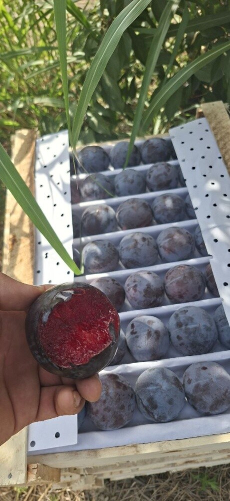 Fruits - 7