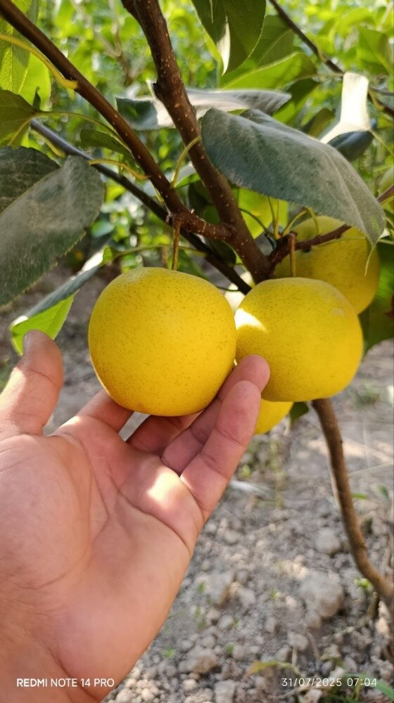 Fruits - 10