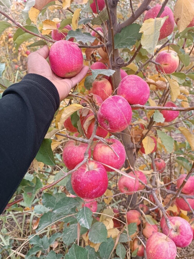 Fruits - 5