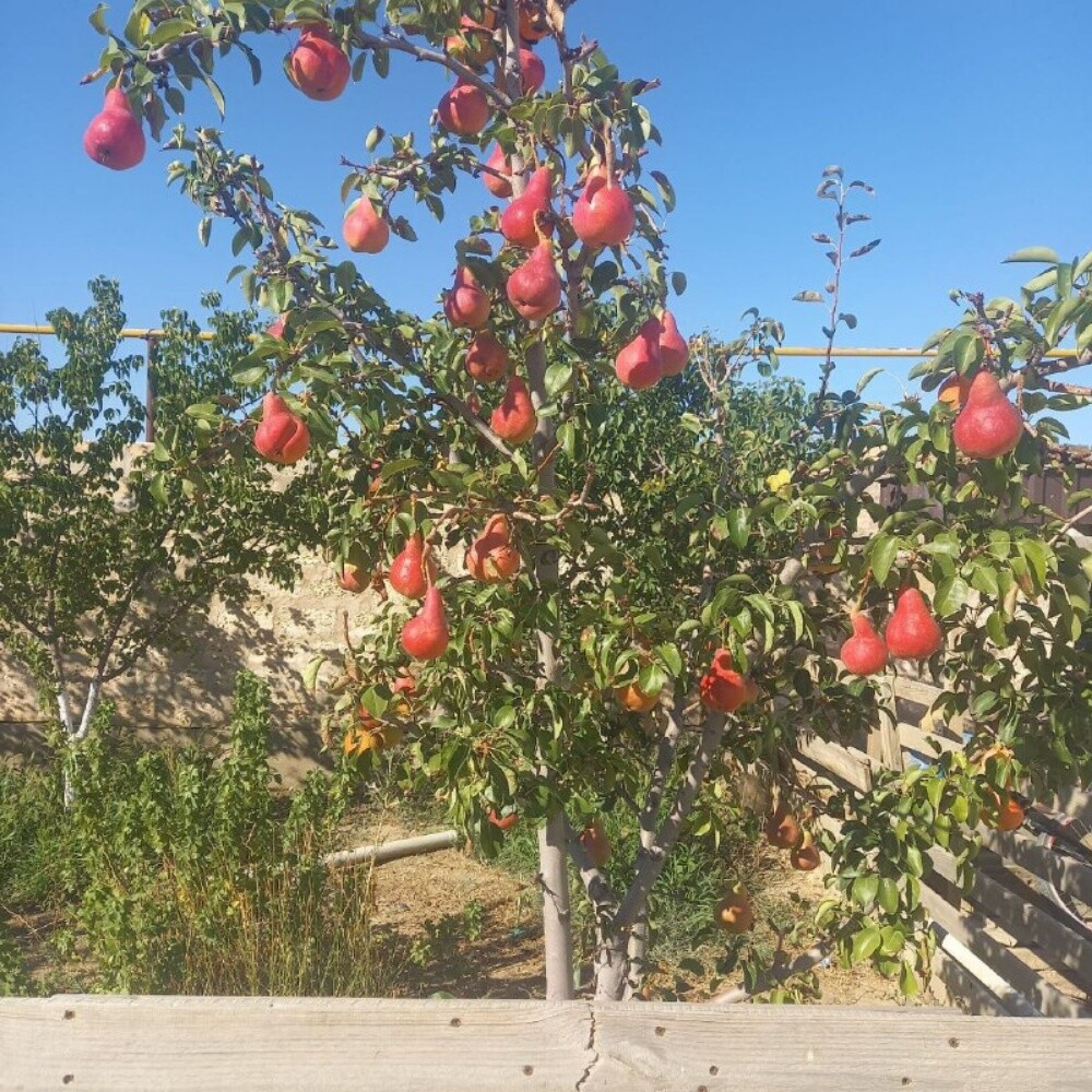 Fruits - 19
