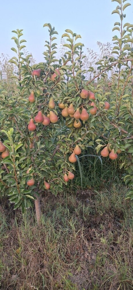 Fruits - 22