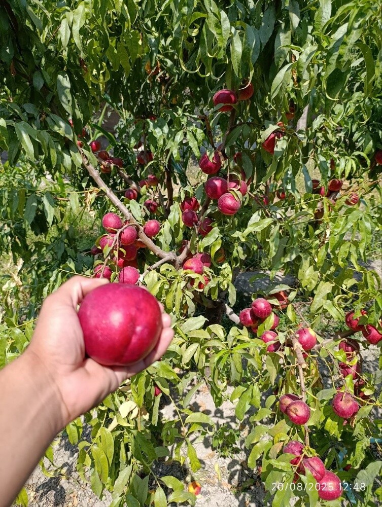 Fruits - 28