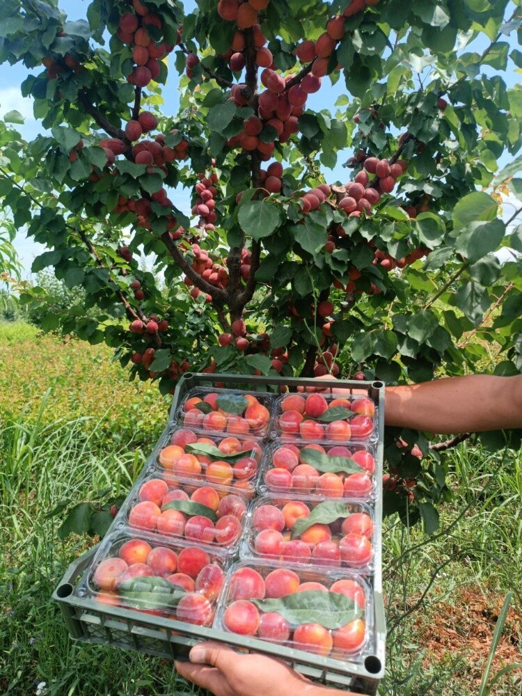 Fruits - 25