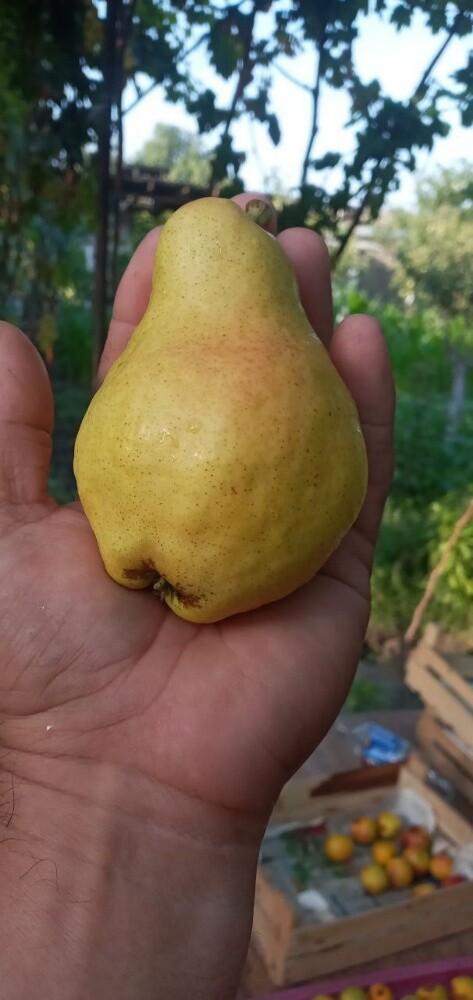 Fruits - 15