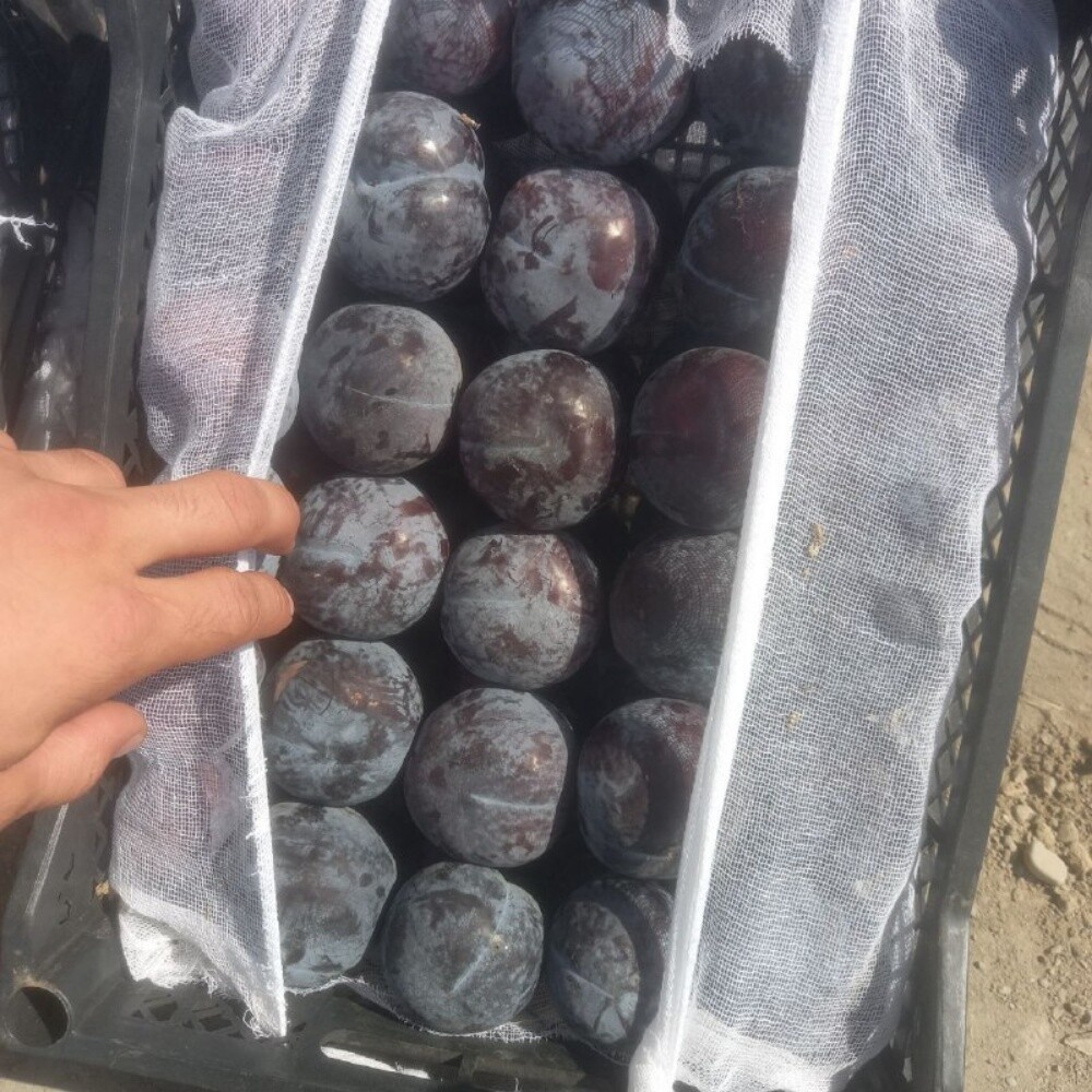 Fruits - 3