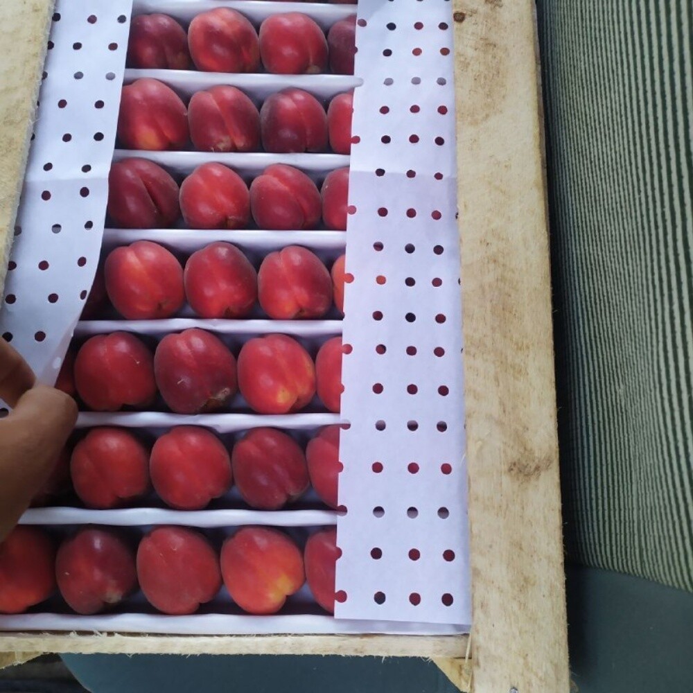 Fruits - 24