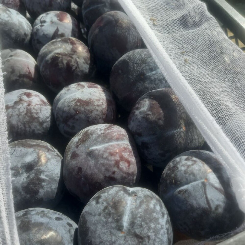 Fruits - 8