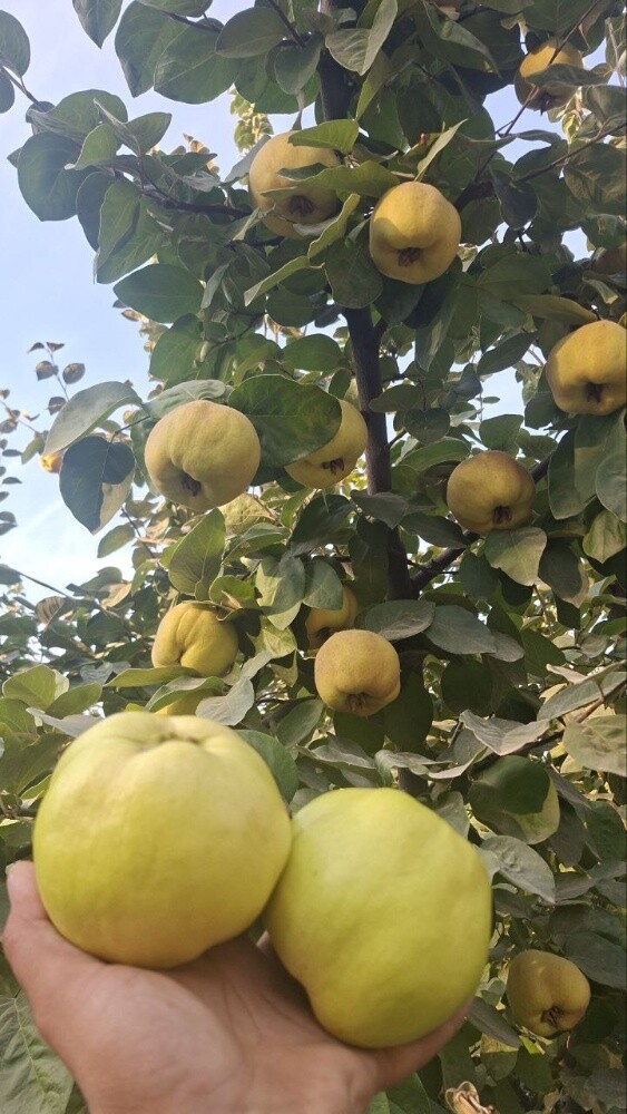 Fruits - 16