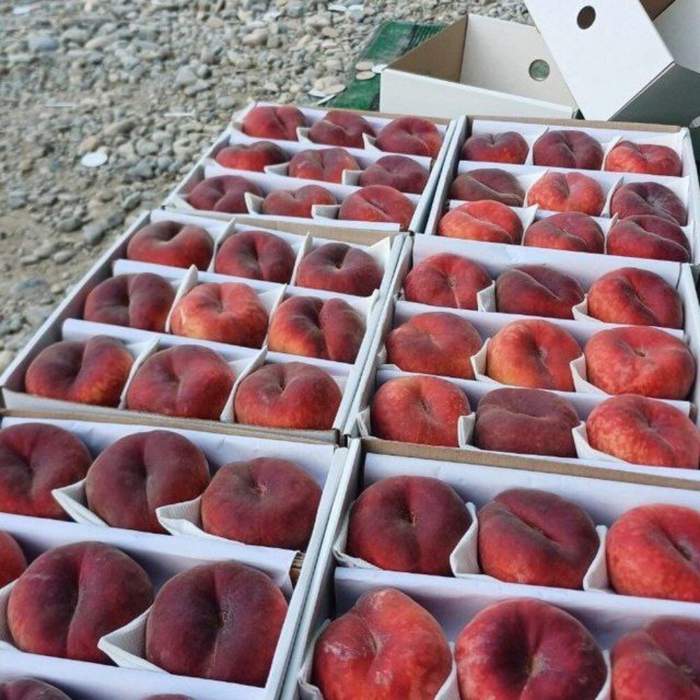 Fruits - 1