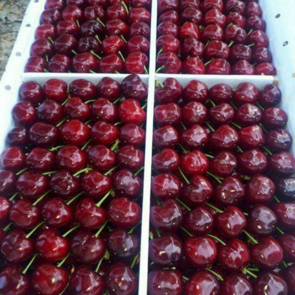 Fruits - 14