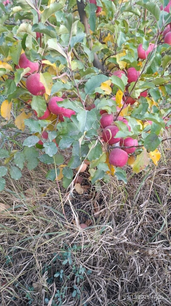 Fruits - 21