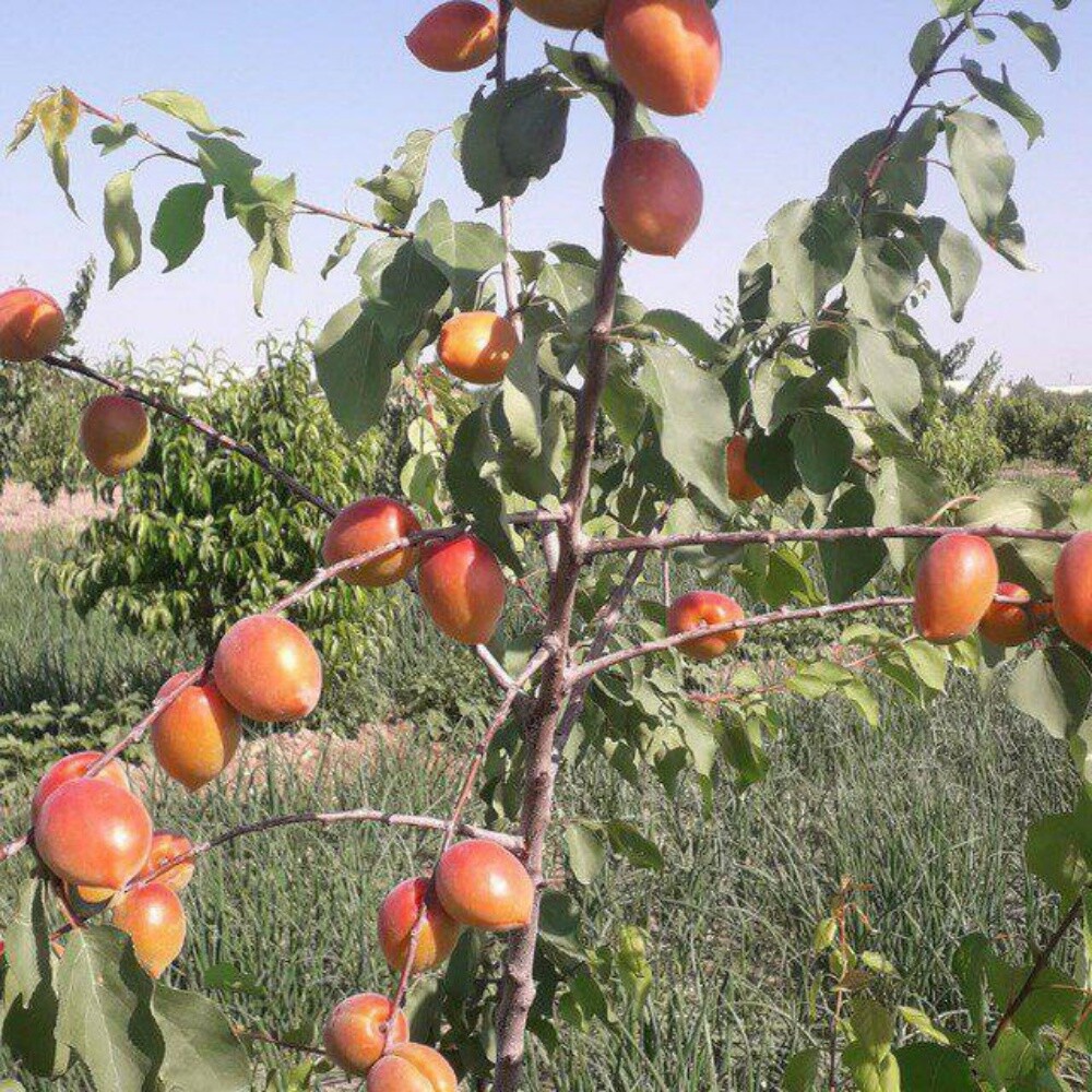 Fruits - 20
