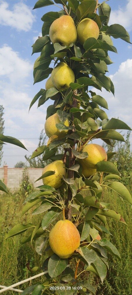 Fruits - 18