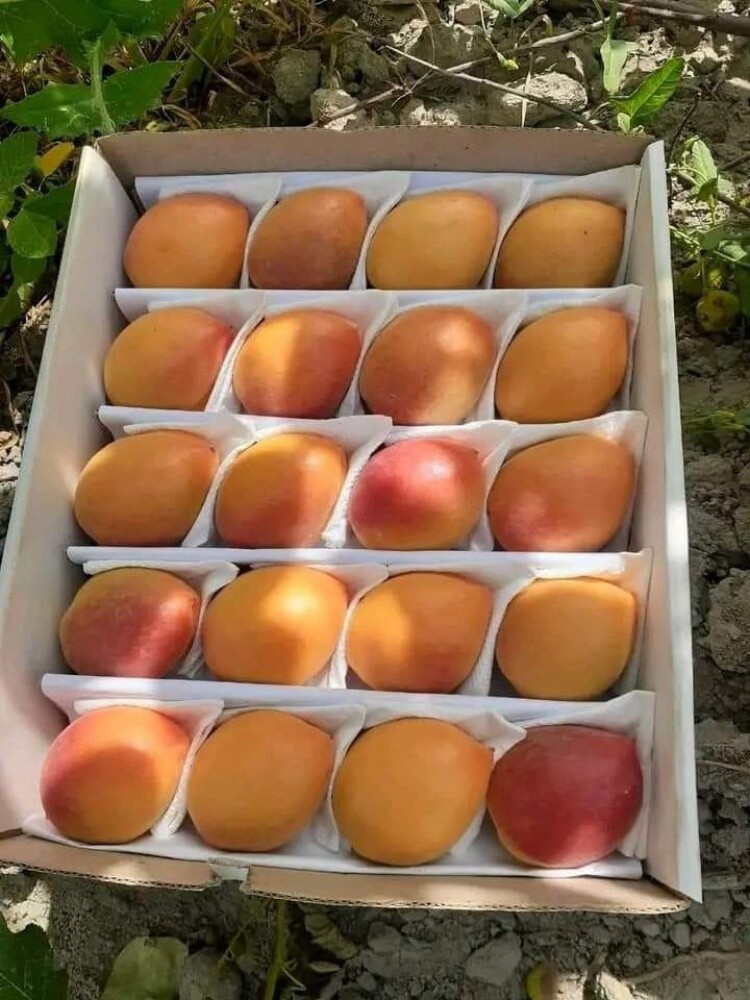 Fruits - 23