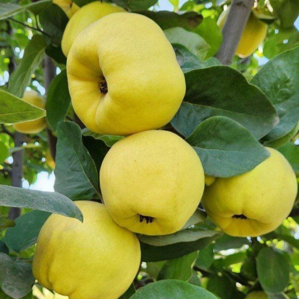 Fruits - 17