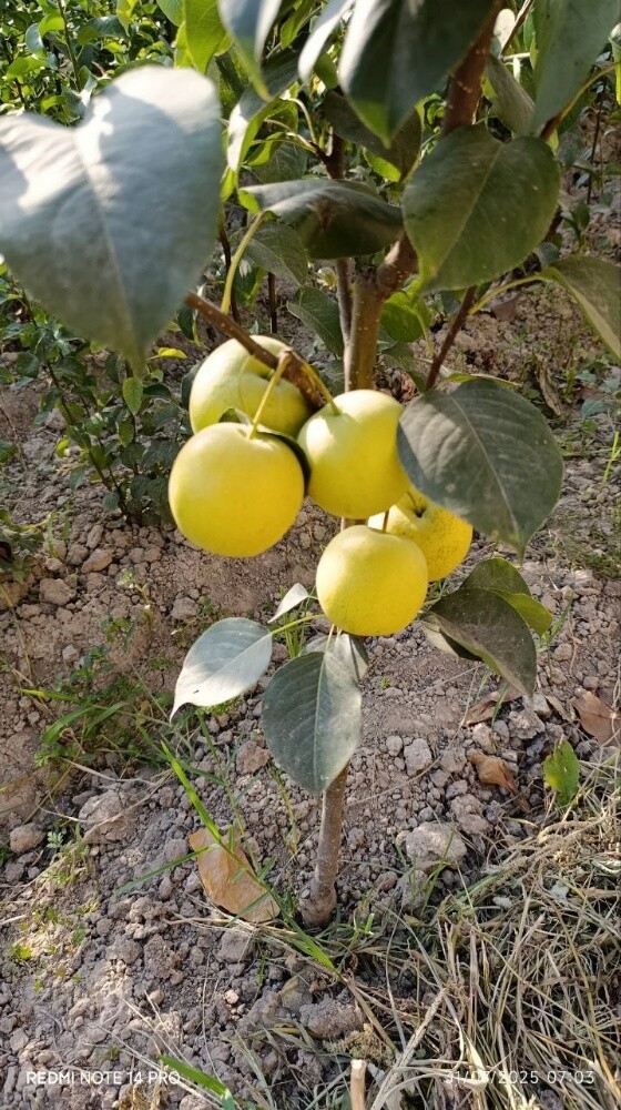 Fruits - 9