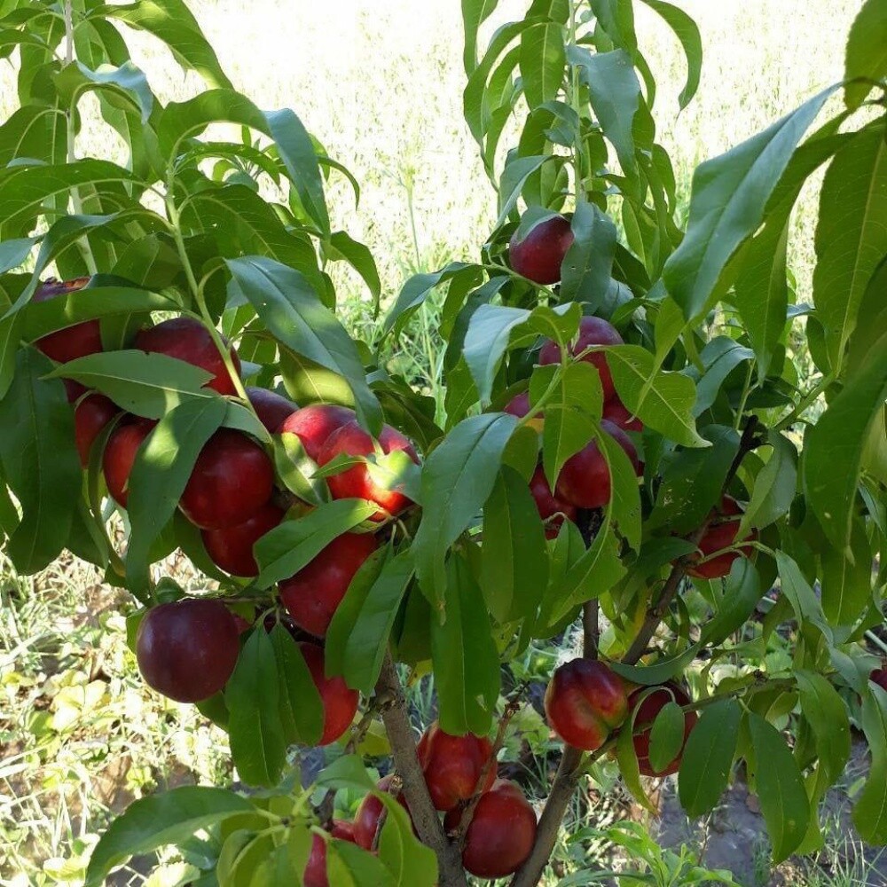 Fruits - 6