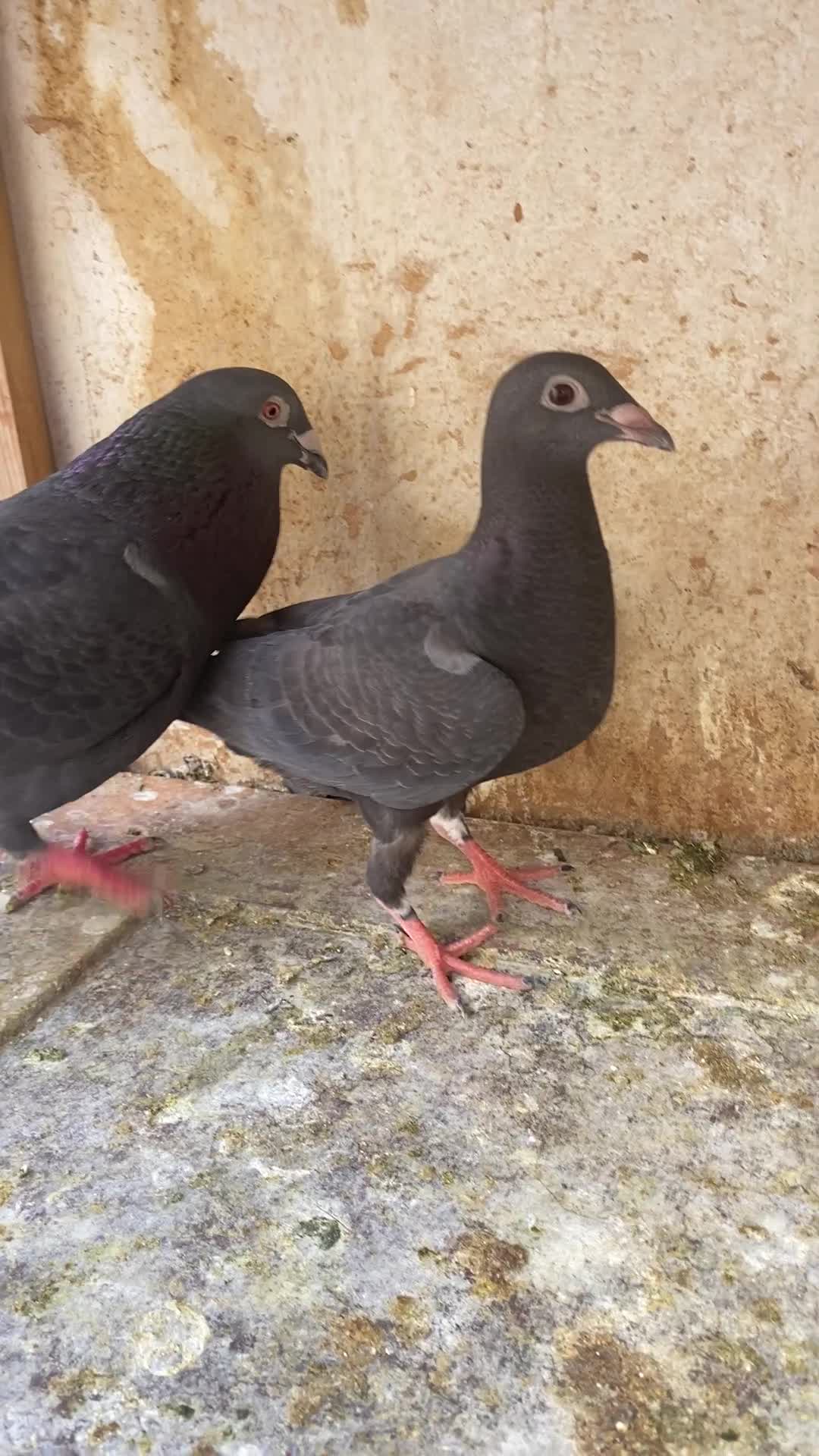 This Pigeon is Racer Breeding pair - 1