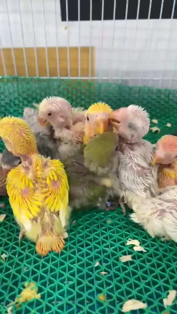 Baby parrots - 1