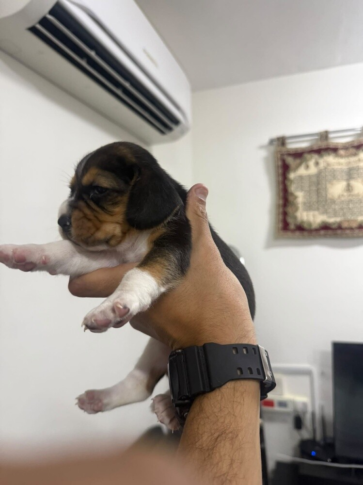 Beagle Puppies - 3