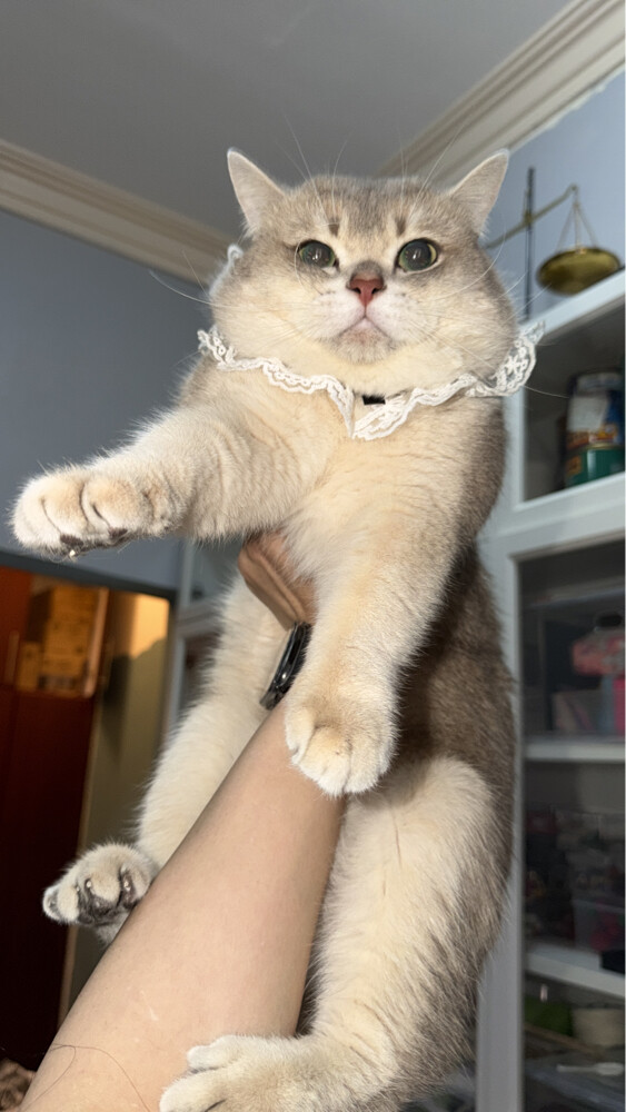 Pure cat for mating - 1