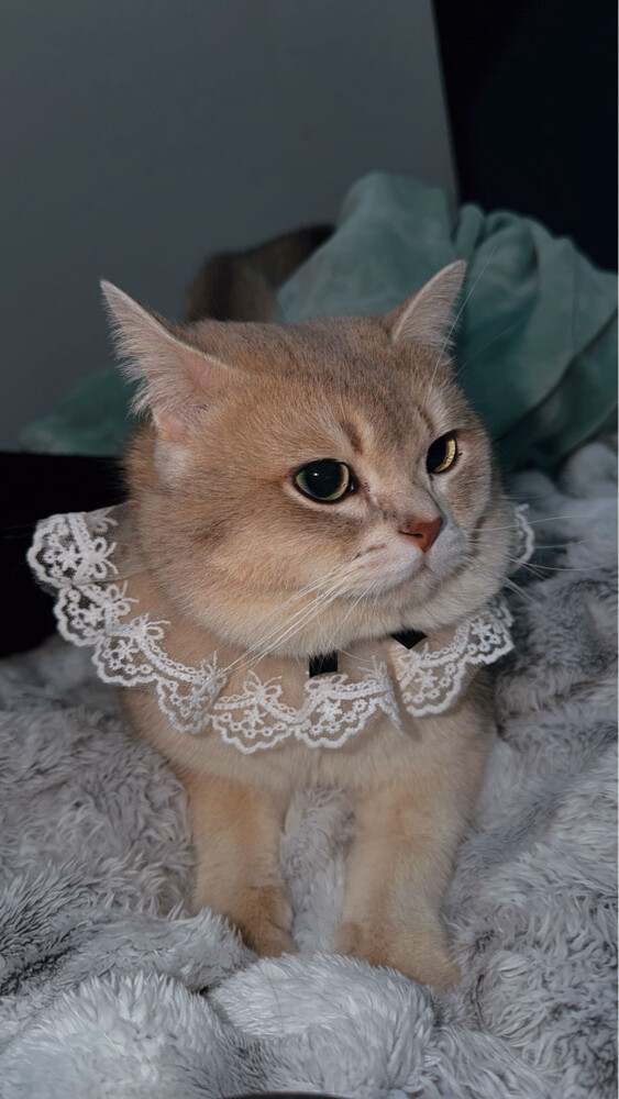Pure cat for mating - 2