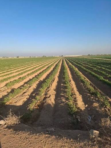 للايجار مزرعة كبيره في الخرارة - 1