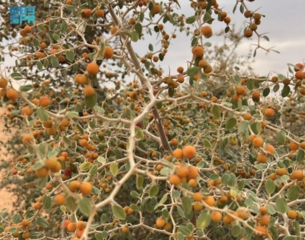فقط لصيانه الحدائق بالشهر ت٥٥٧٤٤٣ - 1