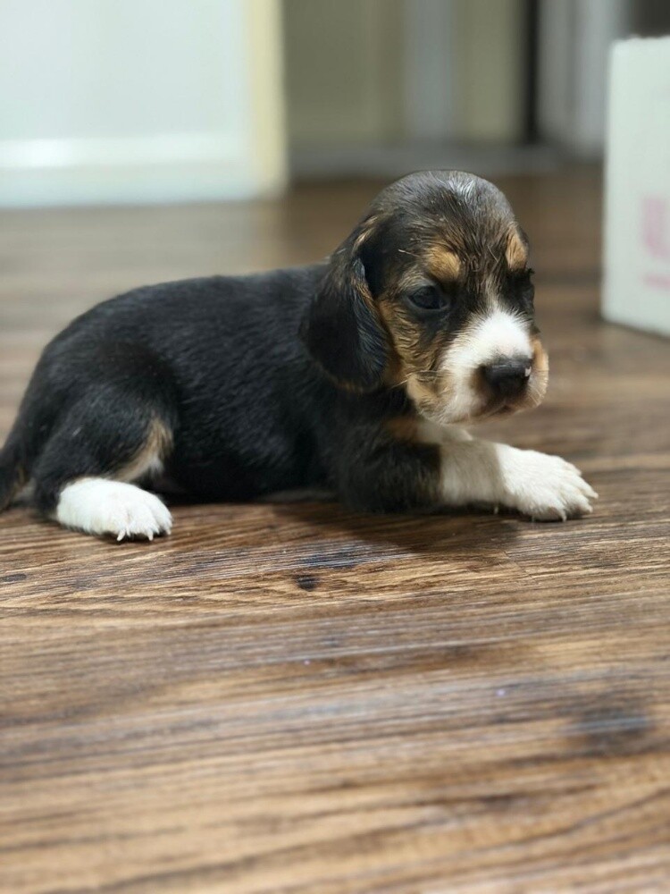 Beagle Male Puppy - 2