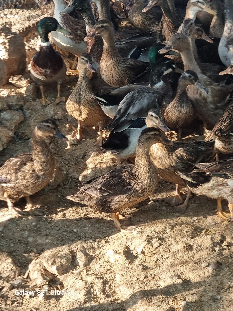 بط طيار - 4