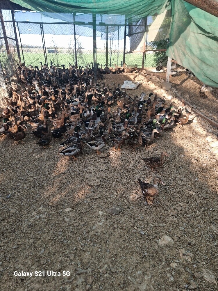 بط طيار - 2