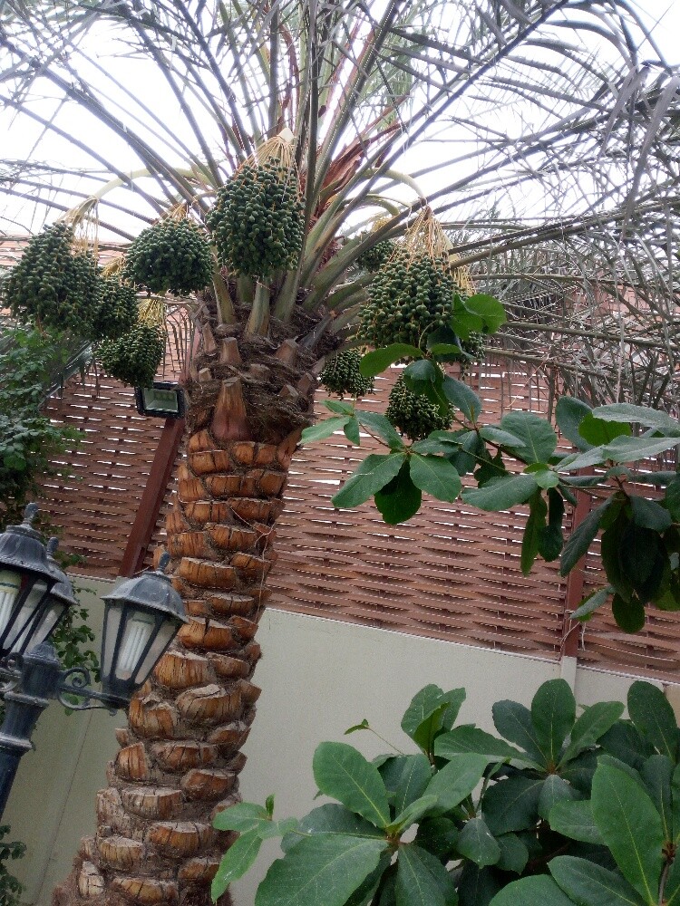 منسق حدائق - 4